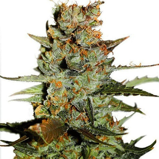 BLUEBERRY AUTO X3 - DUTCH PASSION