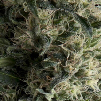 GALAXY AUTO - PYRAMID SEEDS