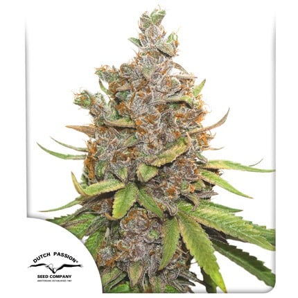 GLUEBERRY O.G. X3 FEM - DUTCH PASSION
