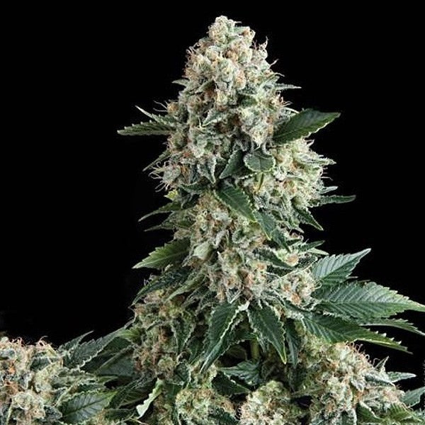 NEW YORK CITY AUTO - PYRAMID SEEDS
