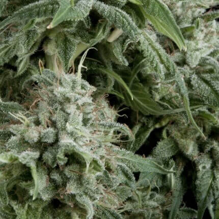 NORTHERN LIGHTS AUTO - PYRAMID SEEDS