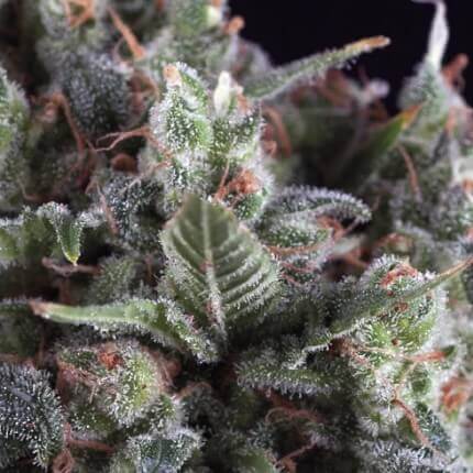 OLYMPIA AUTO - PYRAMID SEEDS