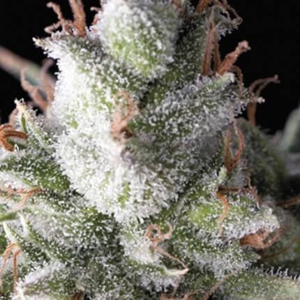 RAMSES AUTO - PYRAMID SEEDS