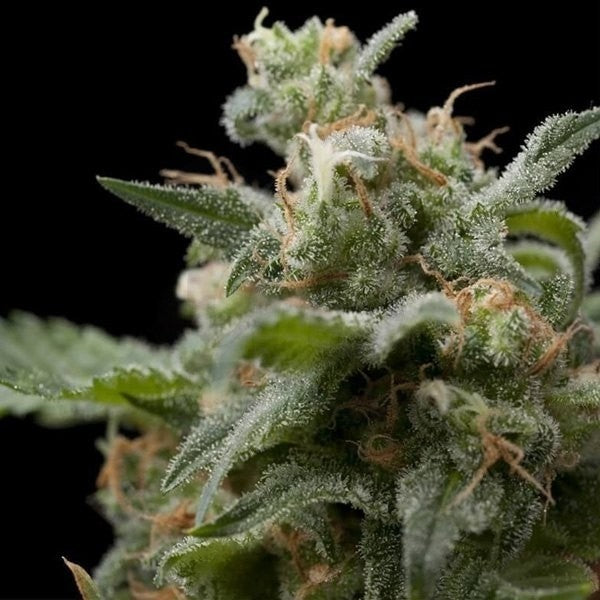 SUPER HASH AUTO - PYRAMID SEEDS