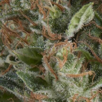 WEMBLEY AUTO - PYRAMID SEEDS