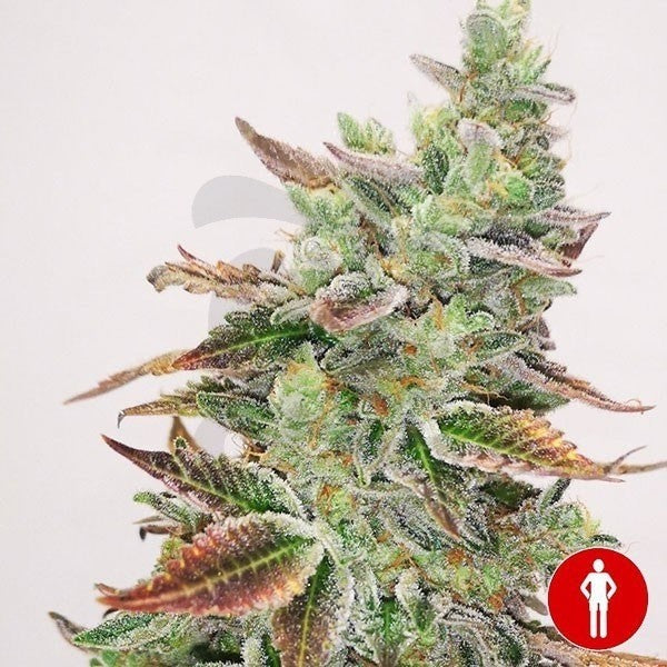 BANANA PURP X3+2 FEM - MEDICAL SEEDS