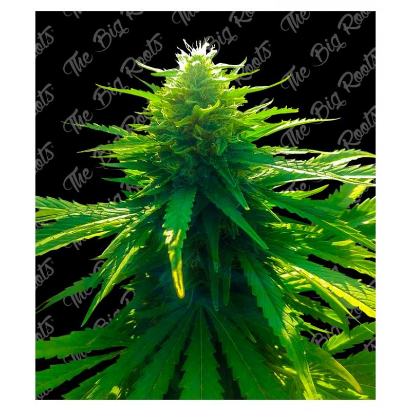 BIG MOBY DICK AUTO 3+2 - THE BIG ROOTS