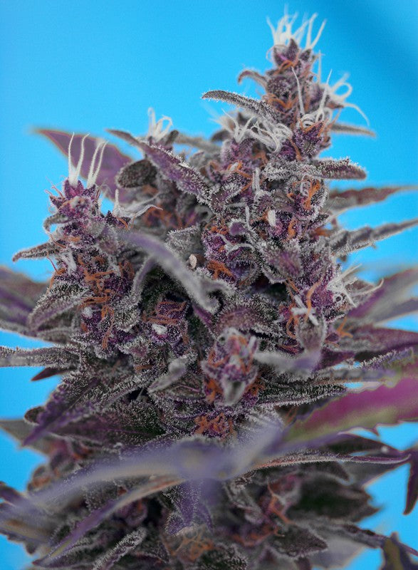 BLACK CREAM X3+1 AUTO - SWEET SEEDS