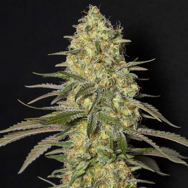 BLACK DREAM X3+1 FEM - EVA SEEDS