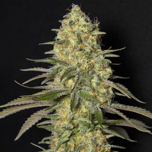 BLACK DREAM X3+1 FEM - EVA SEEDS