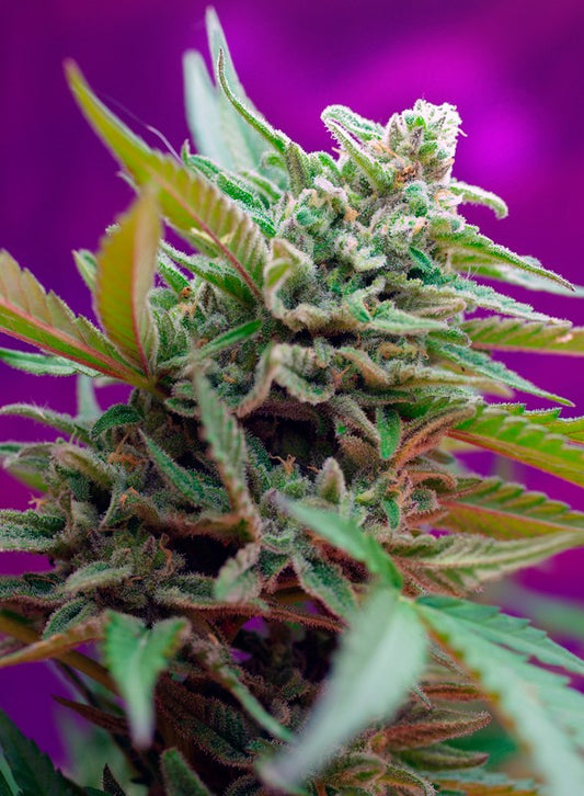 BLACK JACK X3+1 AUTO - SWEET SEEDS