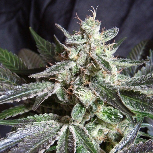 BLACK JACK X3+1 FEM - SWEET SEEDS