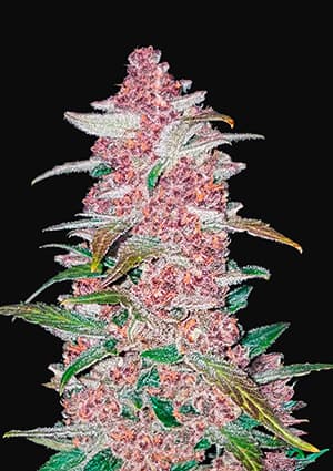 BLACKBERRY AUTO X1 - FAST BUDS
