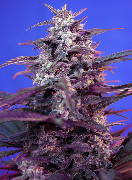 BLOODY SKUNK X3+1 AUTO - SWEET SEEDS