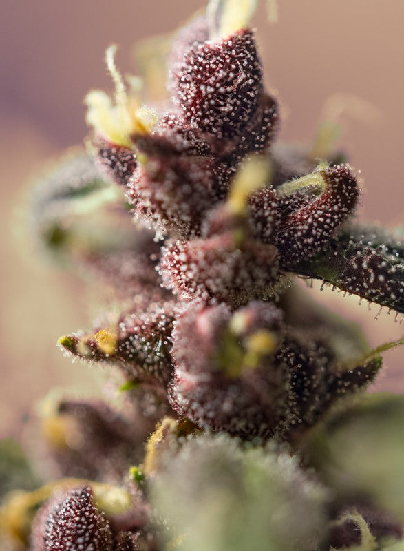 BLOODY SKUNK X3+1 AUTO - SWEET SEEDS