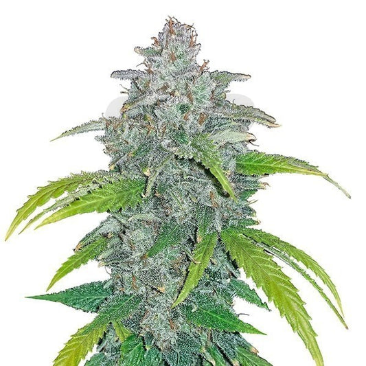 BLUE DREAM MATIC AUTO X3 - FAST BUDS