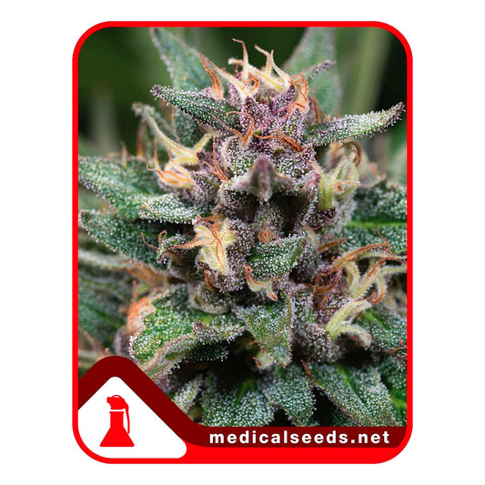 BLUE HELL X3+2 FEM - MEDICAL SEEDS