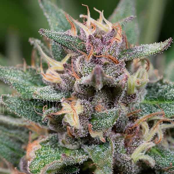 BLUE HELL X3+2 FEM - MEDICAL SEEDS