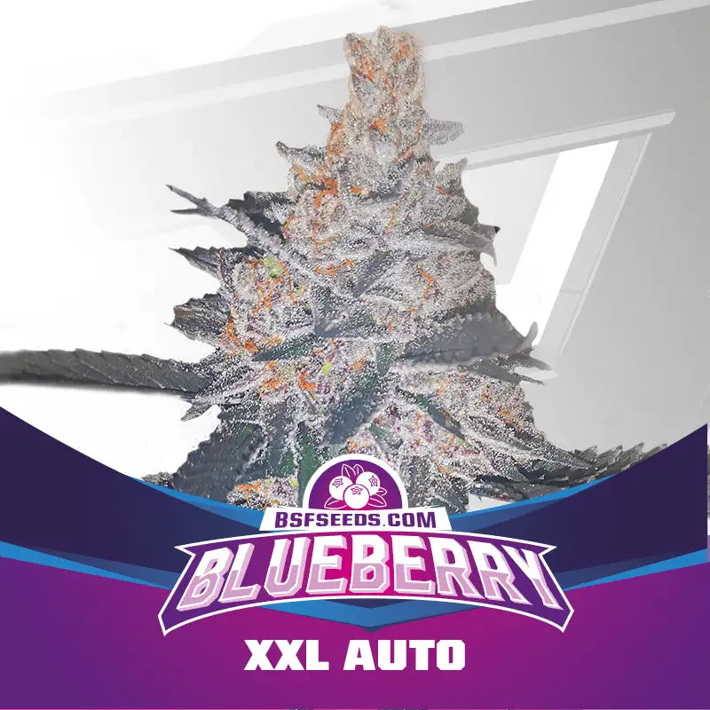 BLUEBERRY XXL AUTO - BSF