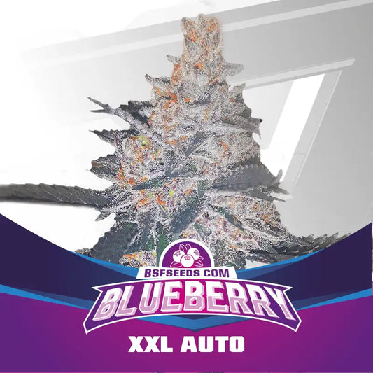 BLUEBERRY XXL AUTO - BSF