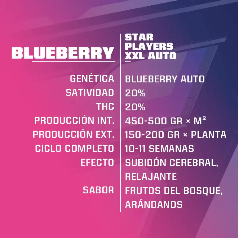 BLUEBERRY XXL AUTO - BSF