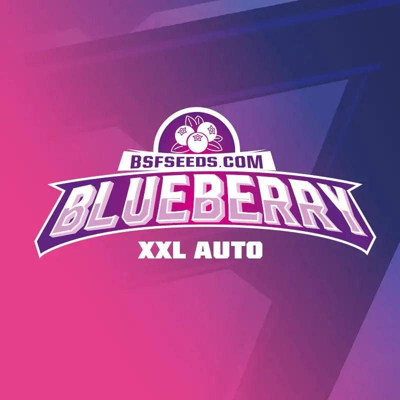 BLUEBERRY XXL AUTO - BSF