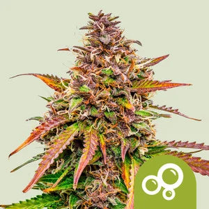 BUBBLE KUSH AUTO X3 - ROYAL QUEEN