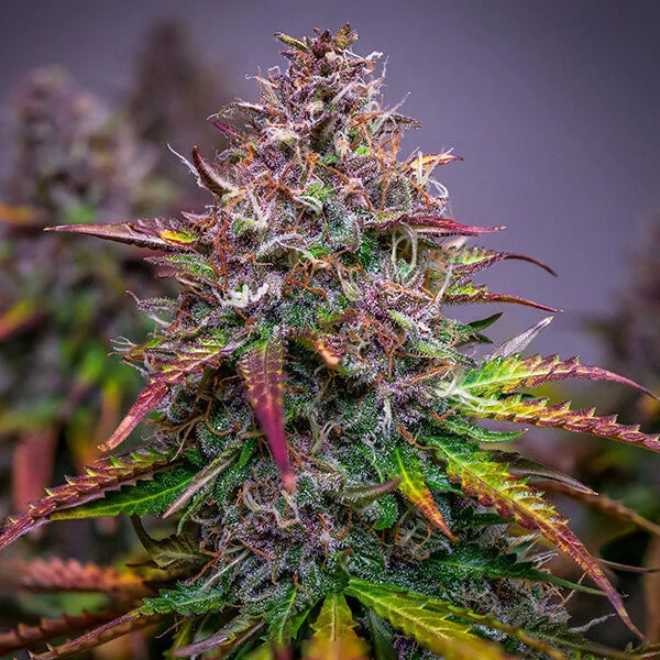 BUBBLE KUSH AUTO X3 - ROYAL QUEEN