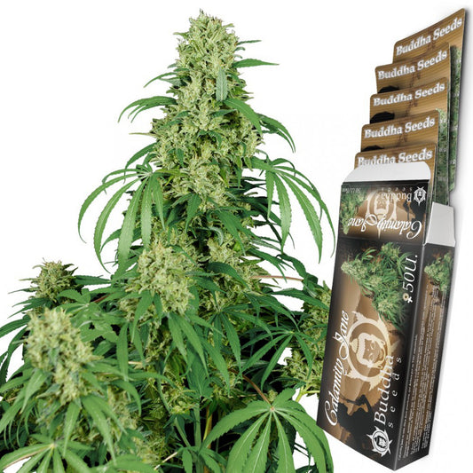 CALAMITY JANE AUTO x3 -Buddha seeds