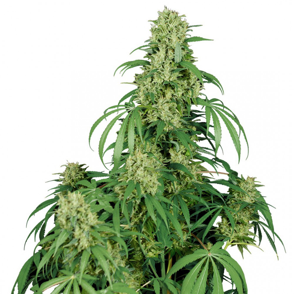 CALAMITY JANE AUTO x3 -Buddha seeds