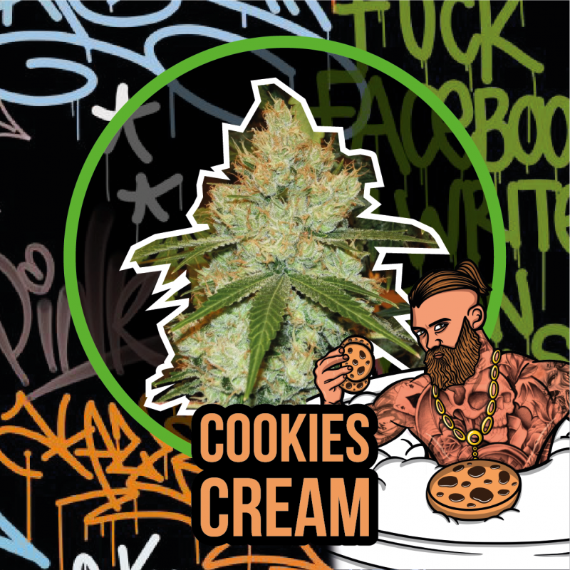 COOKIES CREAM AUTO X1 - DELIRIUM SEEDS