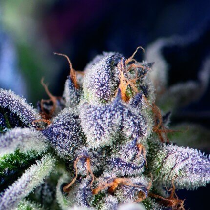COOKIES USA X3+1 FEM - PYRAMID SEEDS