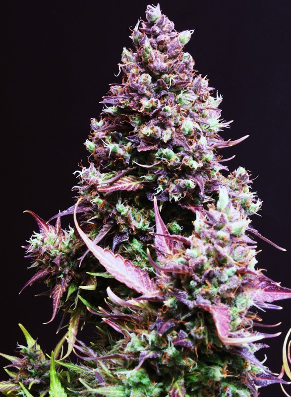 CREAM CARAMEL X3+1 AUTO - SWEET SEEDS