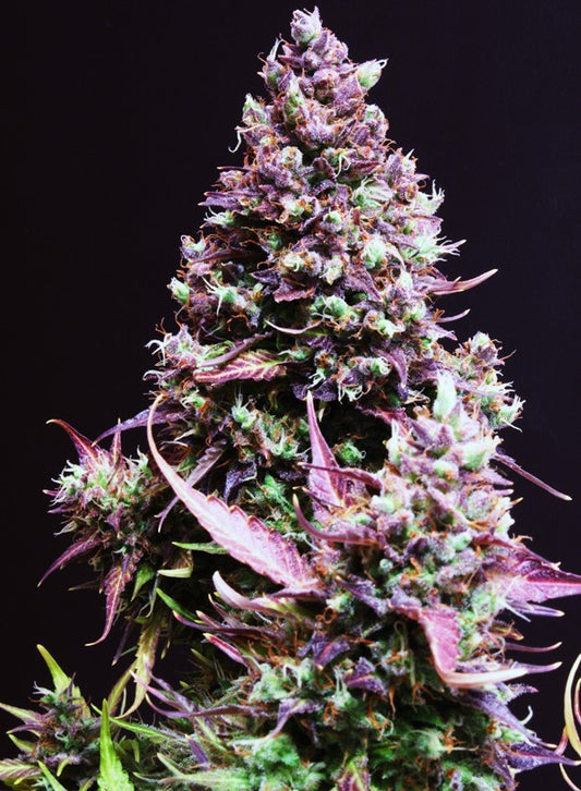 CREAM CARAMEL X3+1 AUTO - SWEET SEEDS