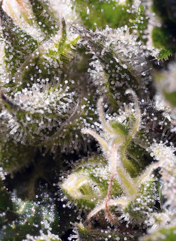 CREAM CARAMEL X3+1 AUTO - SWEET SEEDS