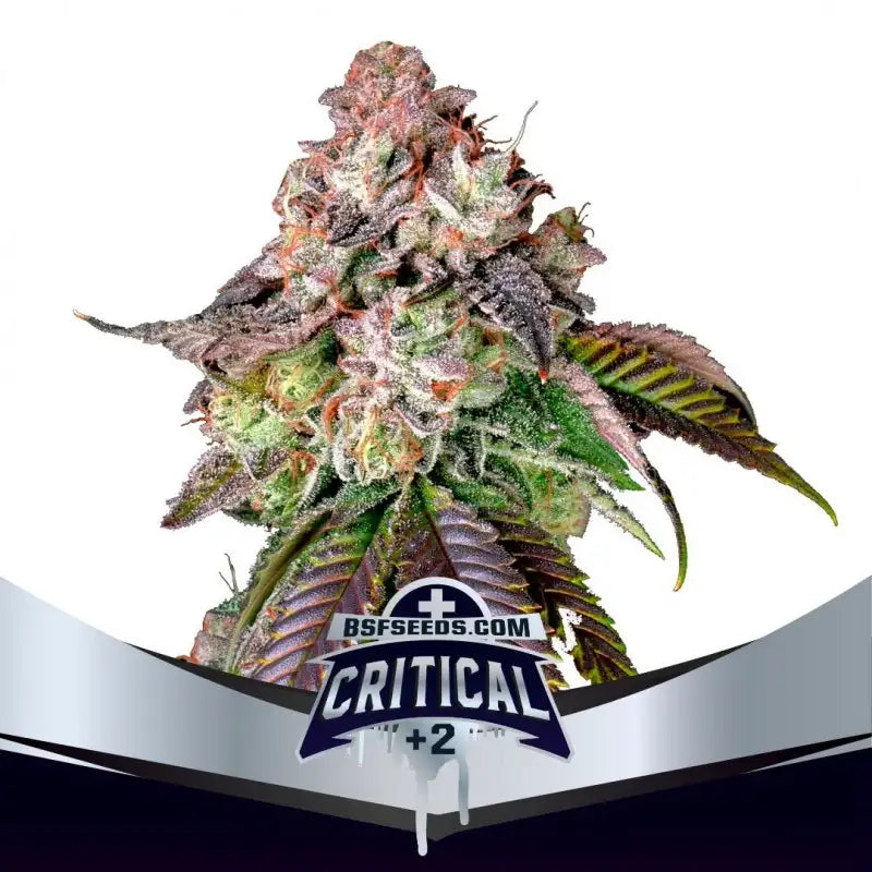 CRITICAL +2 FEM - BSF