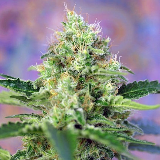 CRYSTAL CANDY X3+1 FEM - SWEET SEEDS