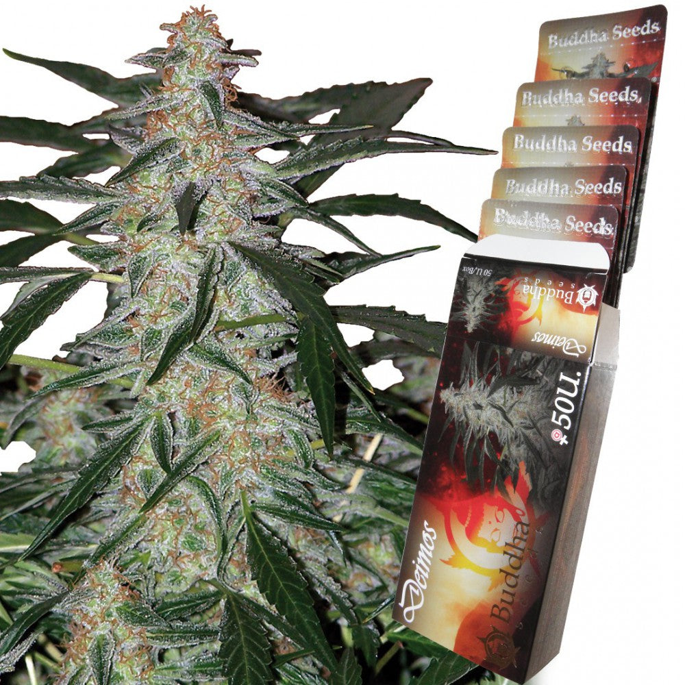 DEIMOS AUTO X3+1 - BUDDHA SEEDS