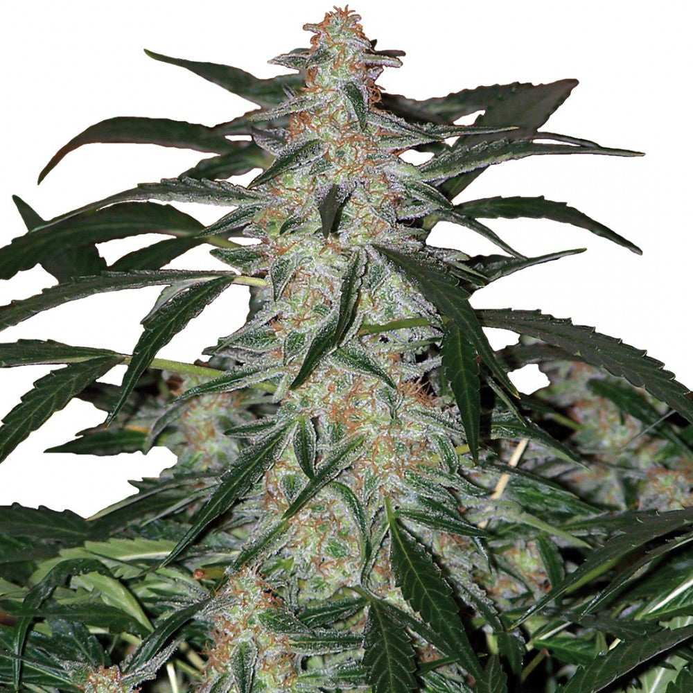 DEIMOS AUTO X3+1 - BUDDHA SEEDS
