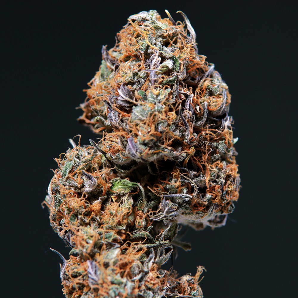DEIMOS AUTO X3+1 - BUDDHA SEEDS