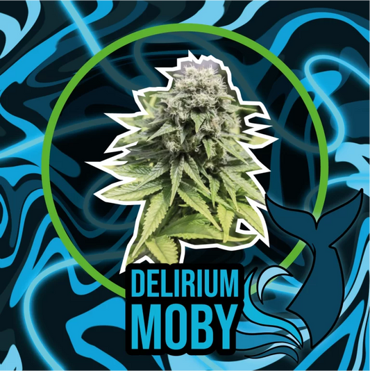 DELIRIUM MOBY AUTO  - DELIRIUM SEEDS