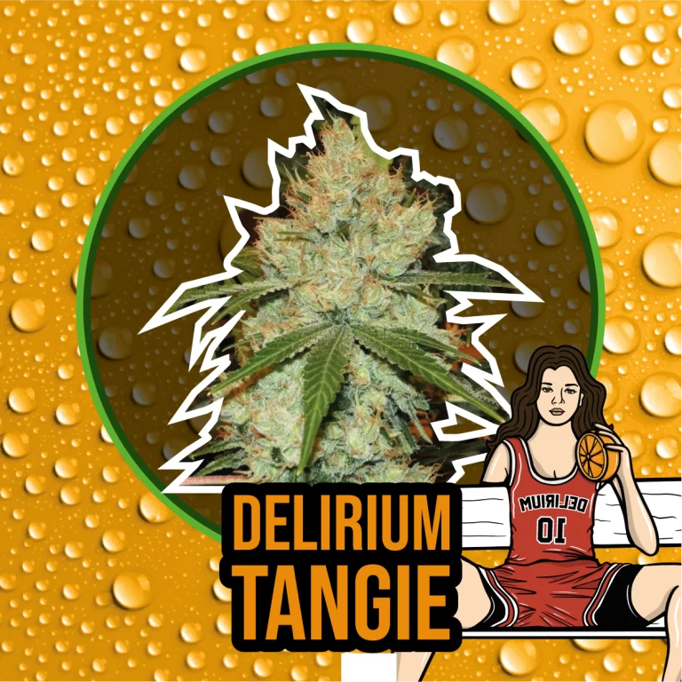 DELIRIUM TANGIE AUTO X1 - DELIRIUM SEEDS