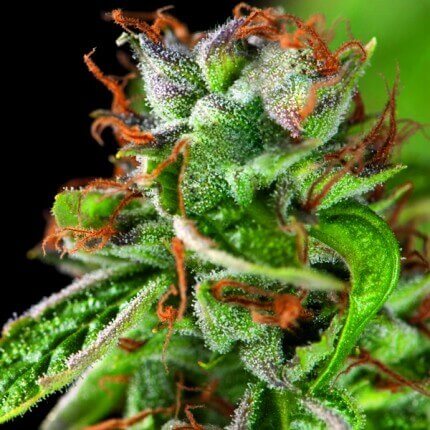 DOUBLE OG HAZE X3+1  FEM - PYRAMID SEEDS