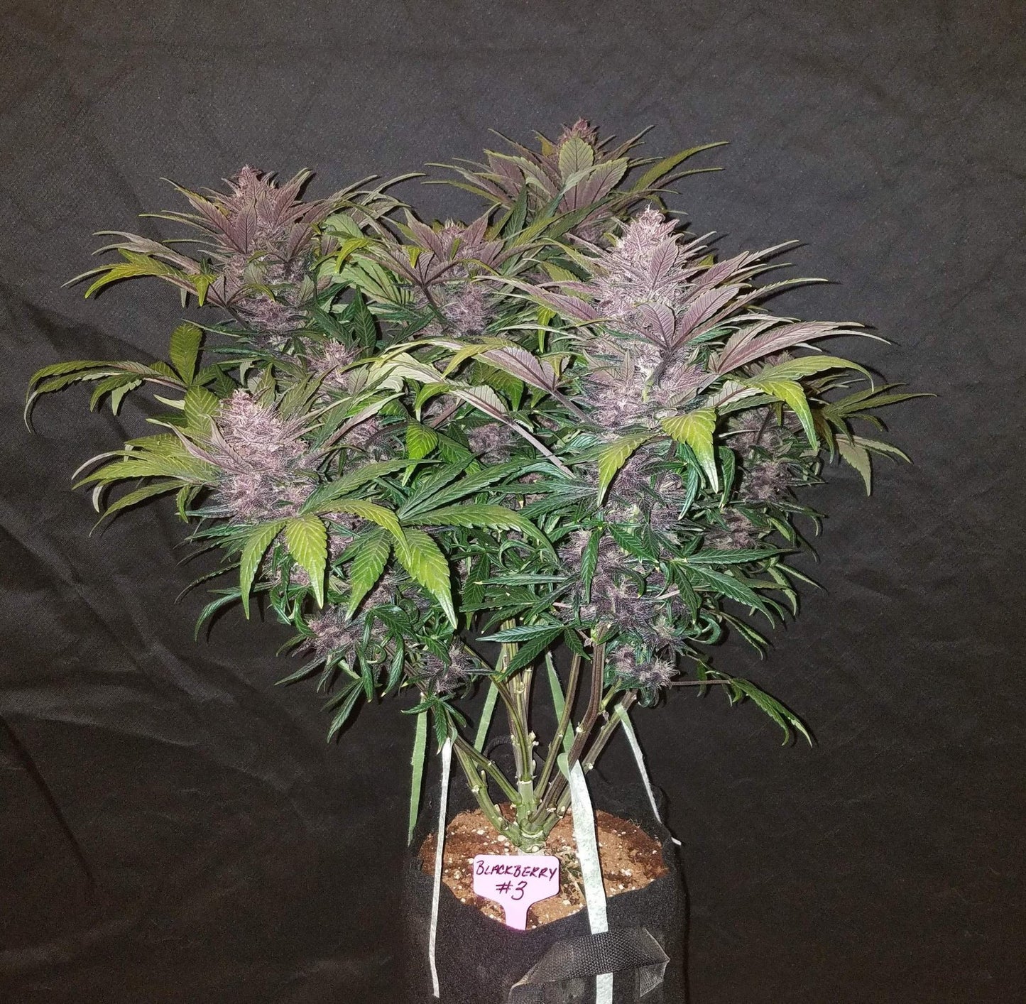 BLACKBERRY AUTO X1 - FAST BUDS