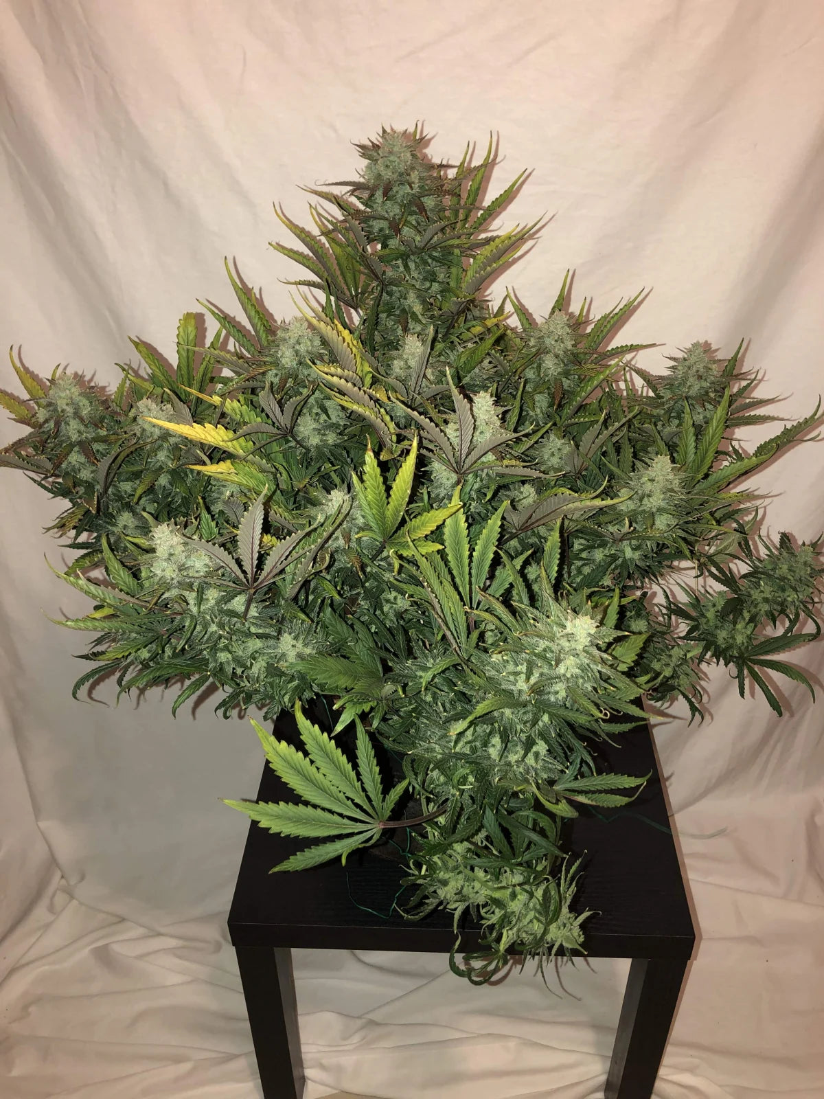 GORILLA GLUE AUTO X1 - FAST BUDS