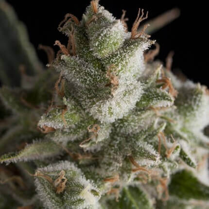 FRESH CANDY FEM - PYRAMID SEEDS