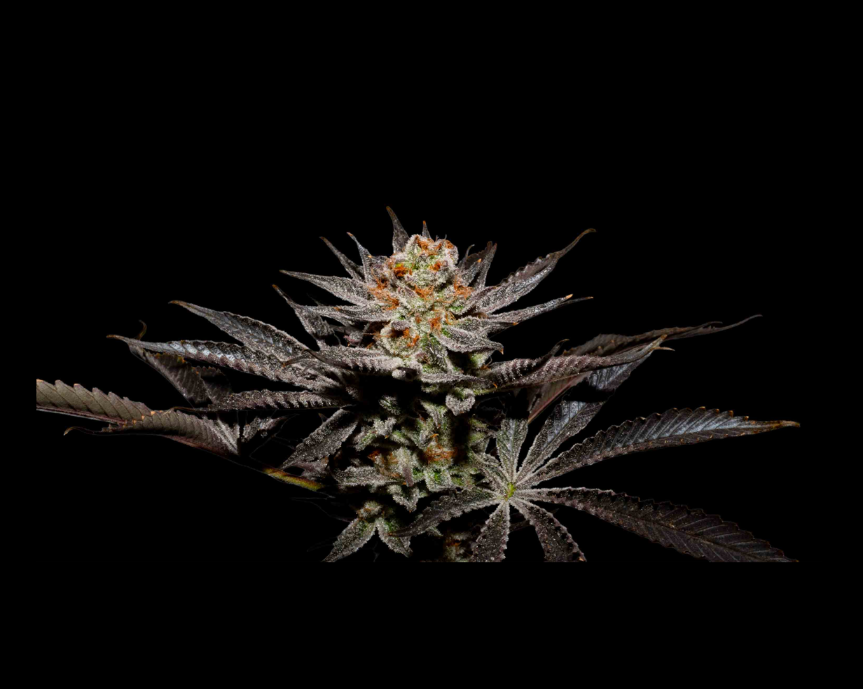 FUJI JUICE X FRUITY PEBBLES OG X3+1 - SECRET FILE