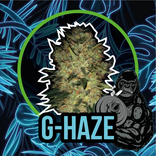 G-HAZE AUTO X1 - DELIRIUM SEEDS