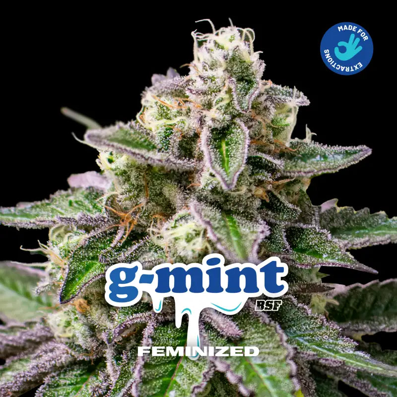 G-MINT FEM - BSF SEEDS