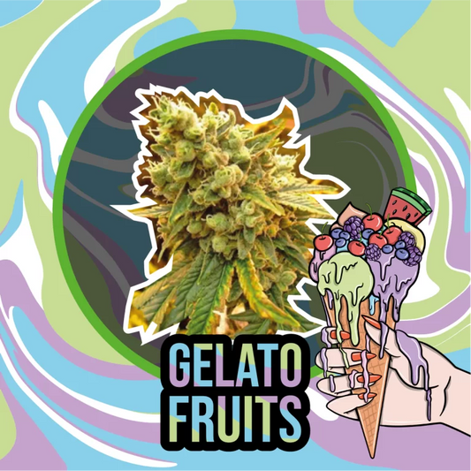 GELATO FRUITS AUTO X1 - DELIRIUM SEEDS